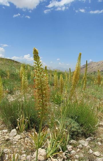 ۲۷۲ گونه گیاهی در منطقه حفاظت شده کوه سرخ گچساران وجود دارد