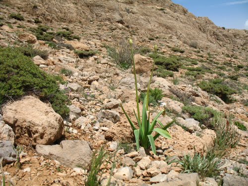 توزیع ۱۷ تن بذر گیاهان دارویی در کردستان