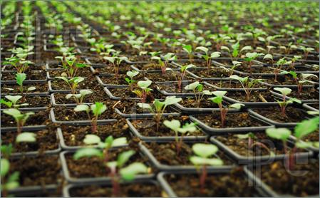 تولید ۶۰ هزار نشاء گیاهان دارویی در جهاد دانشگاهی لرستان