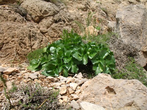 شناسایی بیش از ۱۰۰۰ گونه گیاهی در قزوین