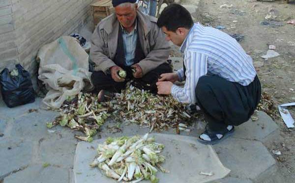 برداشت ۲۱ تن کنگر از رویشگاههای طبیعی استان اصفهان