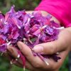 گل گاو زبان ایرانی Echium amoenom