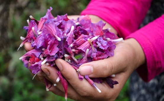 تصاویری از برداشت گل گاو زبان ایرانی Echium amoenum