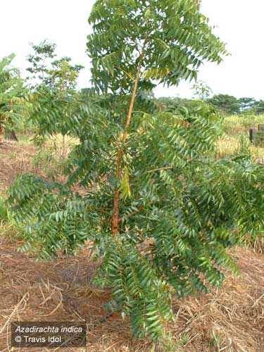 خواص درمانی درخت چریش Azadirachta indica