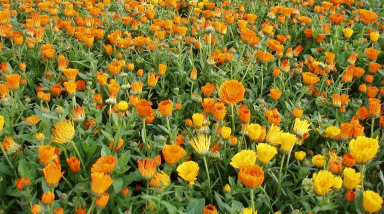 افزایش ۱۰ درصدی تولید گل همیشه بهار در نهاوند