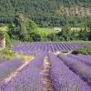 مزرعه اسطوخودوس Lavender