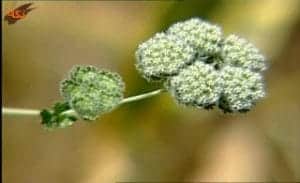 لعل کوهستان Oliveria decumbens