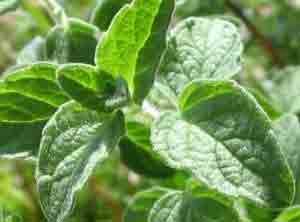 سنتز سبز نانو ذرات آهن با استفاده از عصاره .Mentha longifolia L