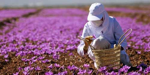 پیش بینی تولید ۵۰ کیلو گرم زعفران خشک در مناطقی از فارس