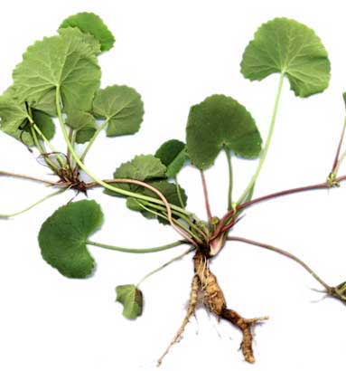 تقویت حافظه، درمان واریس و التهابات با گیاه آب قاشقی Centella asiatica