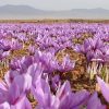 saffron-field مزرعه زعفران