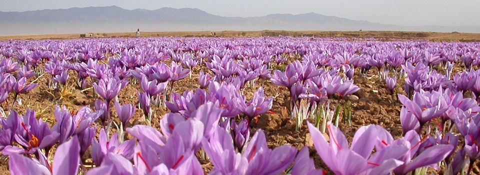 ۹۵ درصد زعفران جهان را ایران تولید می کند