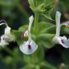 Salvia macrosiphon Boiss مریم گلی لوله ای
