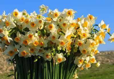 برداشت گل نرگس در شهرستان لامرد استان فارس