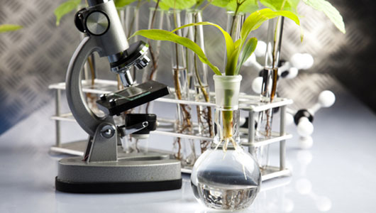 لزوم کاربردی کردن آموزش و پژوهش‌های گیاهان دارویی در دانشگاه‌ها