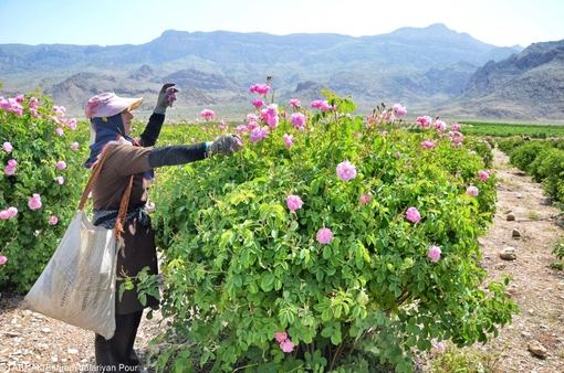 توسعه باغ ‌های گل محمدی در خراسان شمالی