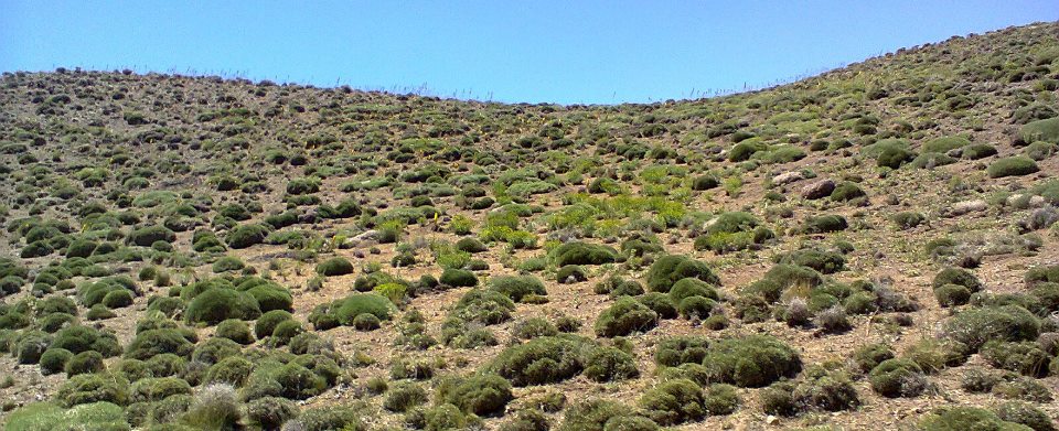 توسعه باغ و گیاهان دارویی در اراضی شیب‌ دار استان سمنان