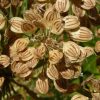 گلپر Heracleum persicum