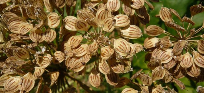 اثر حفاظتی اسانس گلپر ایرانی (Heracleum persicum) در بروز آسیب کبدی ناشی از تتراکلریدکربن در موش‌های نژاد ویستار