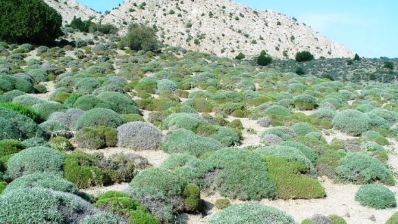 توسعه کشت گیاهان دارویی در مناطق گرم و خشک ایران