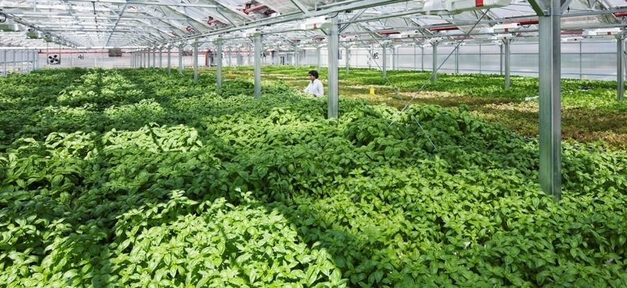 اعطای تسهیلات برای توسعه گلخانه و گیاهان دارویی