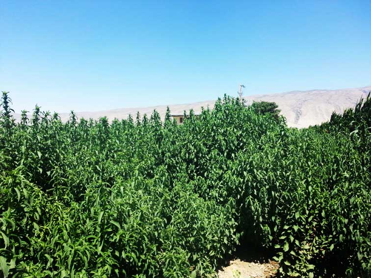 رشد گیاه استویا بیشتر از رویشگاه اصلی در فیروزآباد