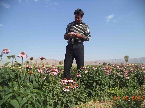 زمینه اشتغال ۱۶۰۰ نفر در بخش گیاهان دارویی خراسان شمالی فراهم می‌شود