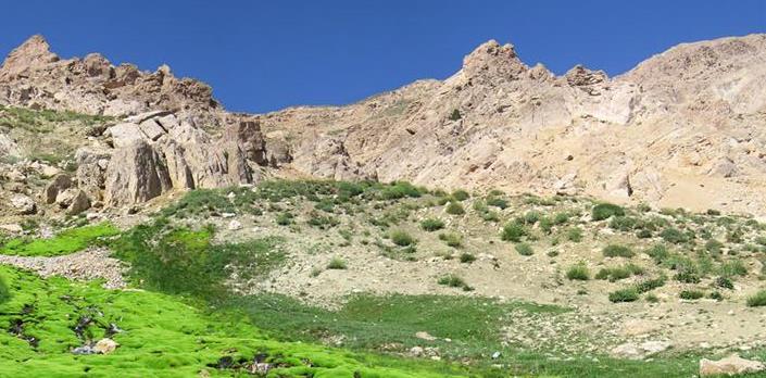 احیا ۲۳۰ هکتار از اراضی ملی کردستان با گیاهان دارویی