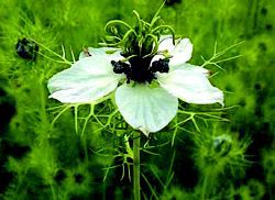 مروری بر تحقیقات انجام شده بر روی گیاه دارویی سیاه دانه Nigella sativa