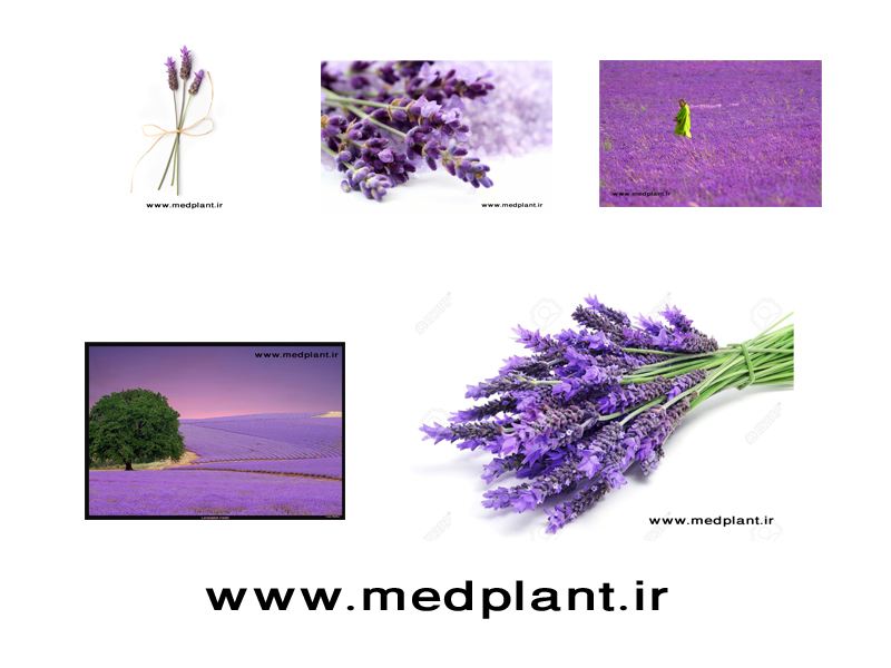 دانلود رایگان تصاویر با کیفیت از گیاهان دارویی (۱): اسطوخودوس