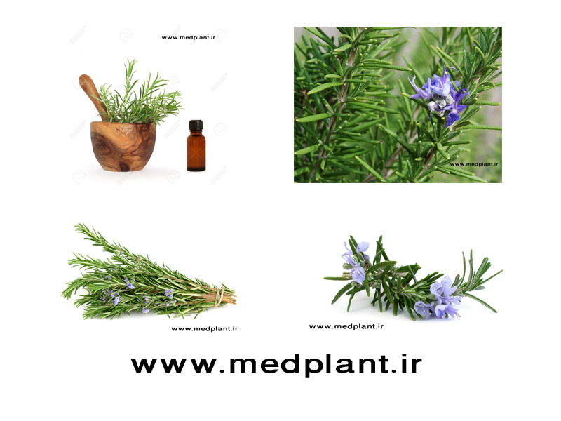 دانلود رایگان تصاویر با کیفیت از گیاهان دارویی (۲): رزماری