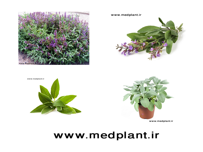 دانلود رایگان تصاویر با کیفیت از گیاهان دارویی (۴): مریم گلی