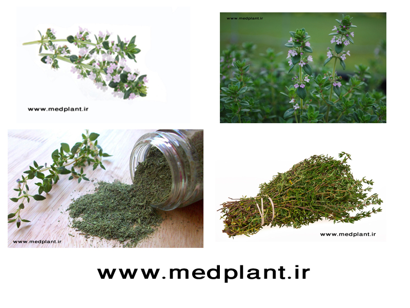 دانلود رایگان تصاویر با کیفیت از گیاهان دارویی (۳): آویشن