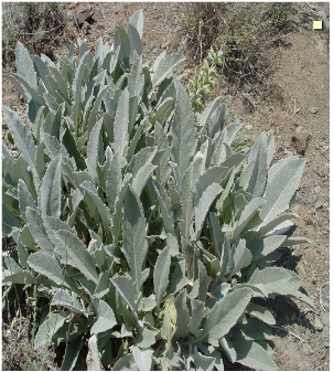 تأثیر شرایط محیطی بر کمّیت و کیفیت اسانس گیاه نوروزک (Salvia leriifolia)
