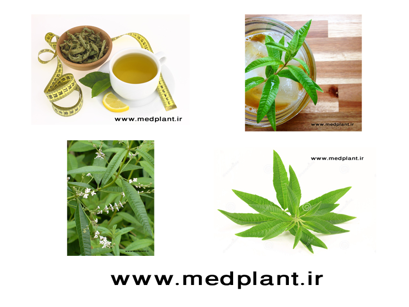 دانلود رایگان تصاویر با کیفیت از گیاهان دارویی (۵): به لیمو
