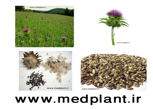 دانلود رایگان تصاویر با کیفیت از گیاهان دارویی (۶): خارمریم