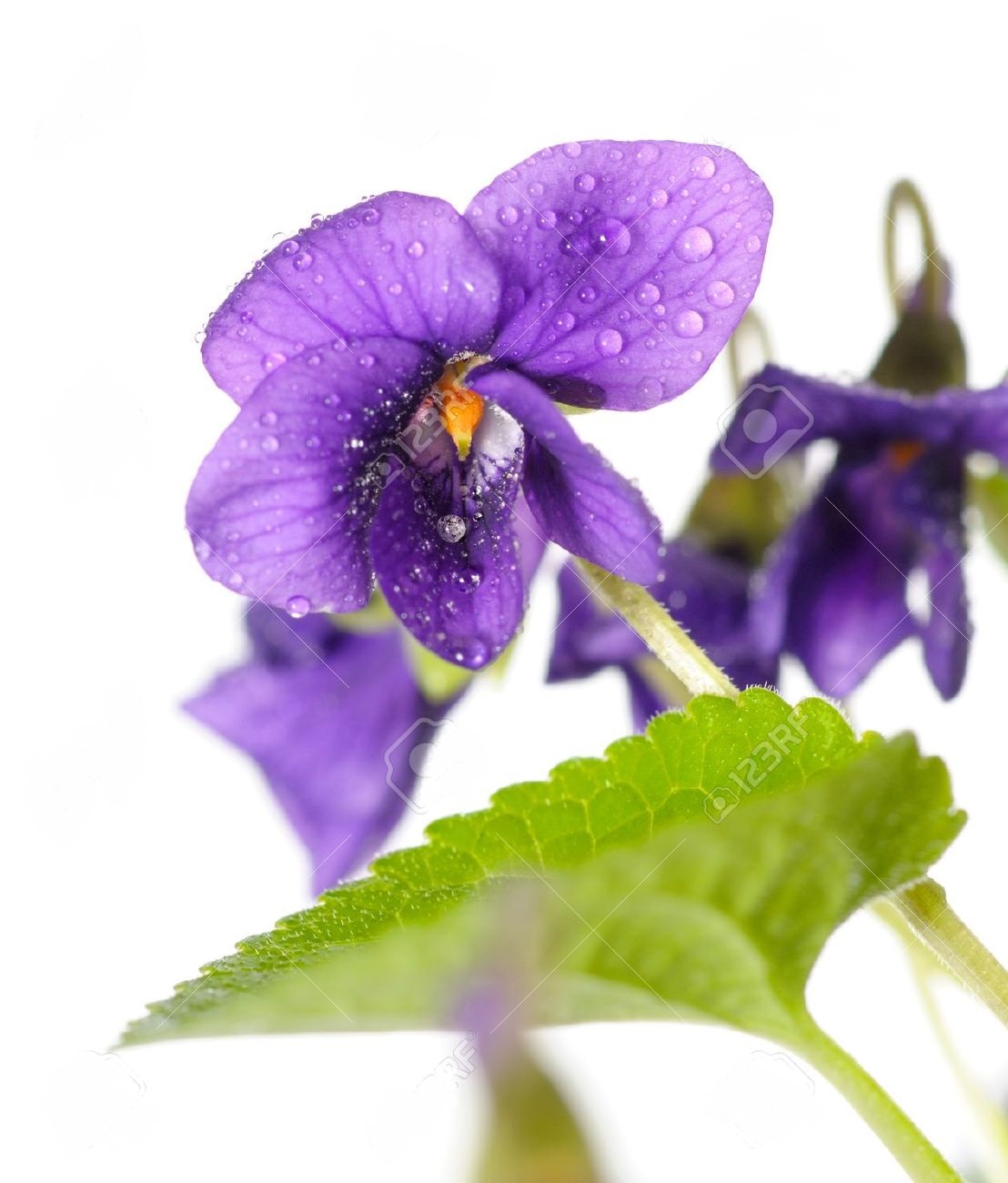 معرفی گیاه دارویی بنفشه معطر Viola odorata