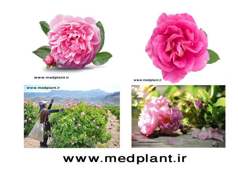 دانلود رایگان تصاویر با کیفیت از گیاهان دارویی (۹): گل محمدی