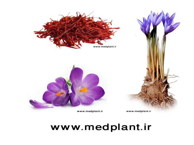 دانلود رایگان تصاویر با کیفیت از گیاهان دارویی (۷): زعفران