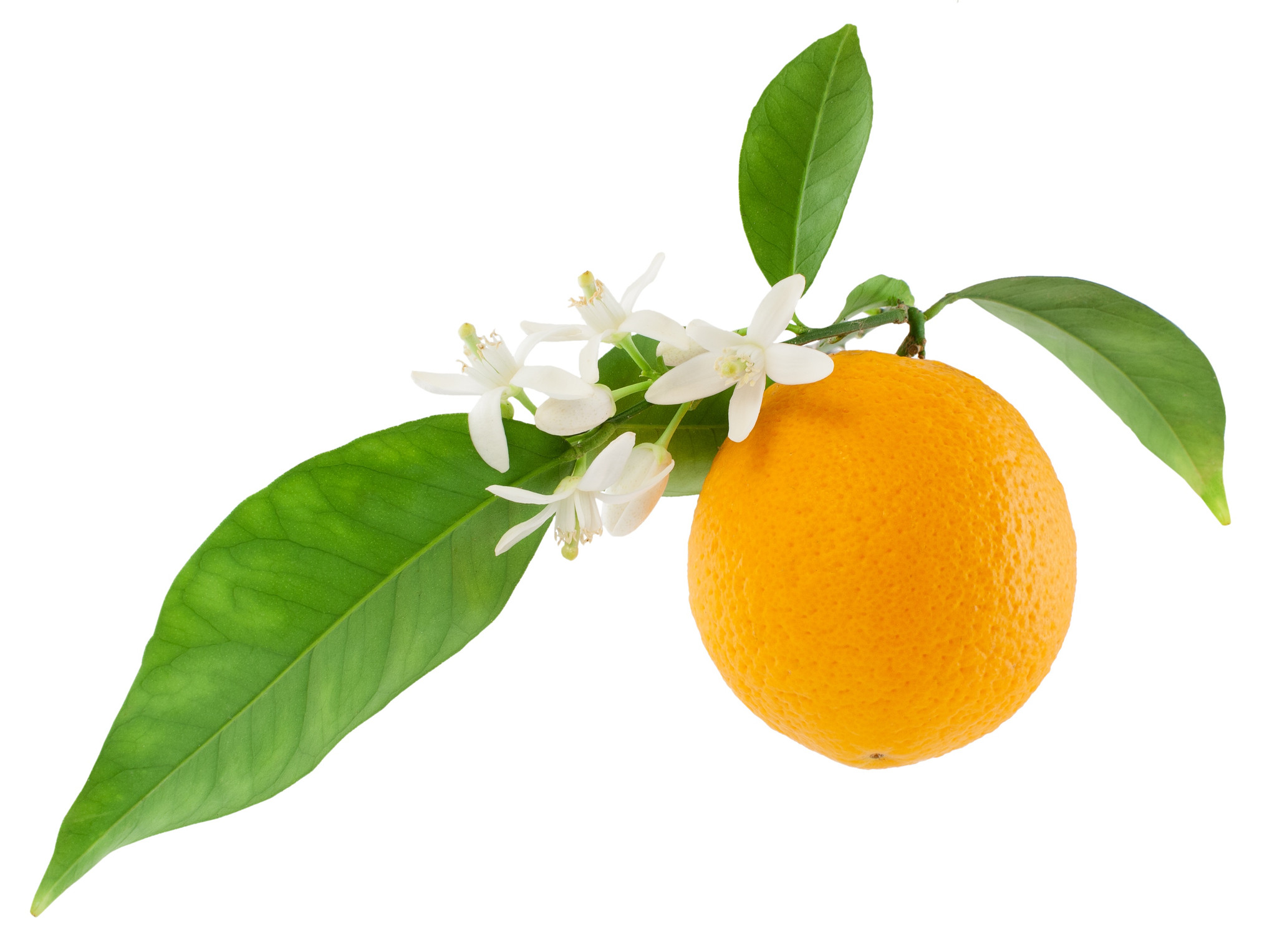 بهارنارنج Bitter Orange