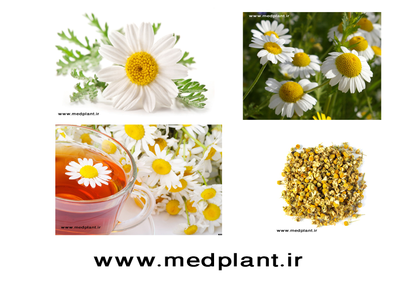 دانلود رایگان تصاویر با کیفیت از گیاهان دارویی (۱۰): بابونه