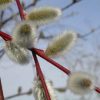 بیدمشک Salix aegyptiaca