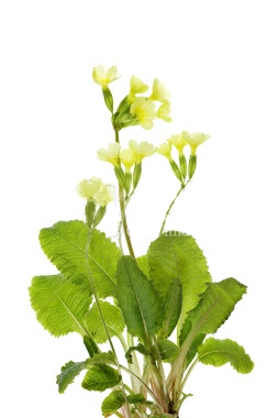 معرفی گیاه دارویی پامچال طبی Primula veris