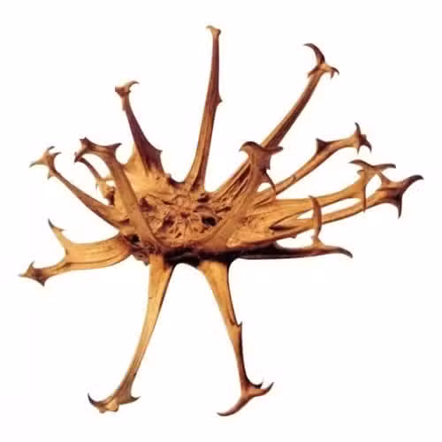 معرفی گیاه دارویی پنجه شیطان Harpagophytum procumbens