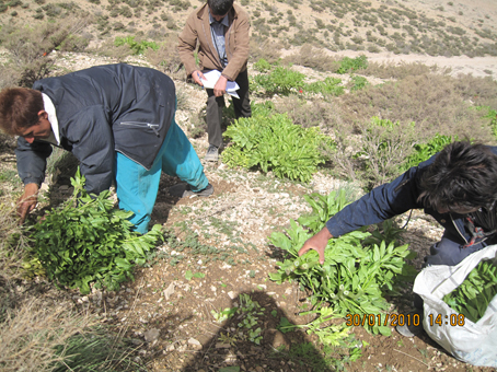 برداشت ۳۰۰۰ تن گیاهان دارویی توسط عشایر استان کرمان