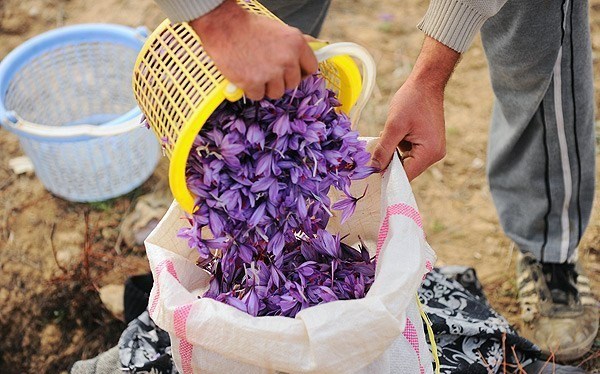 ۲۸۰ تا ۳۰۰ تن زعفران تولید سالانه خراسان رضوی