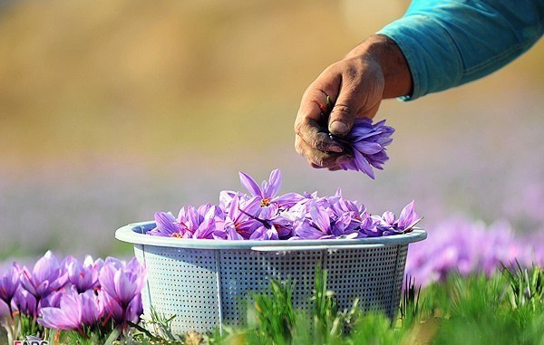 برداشت زعفران از سطح ۹ هکتار از مزارع قزوین