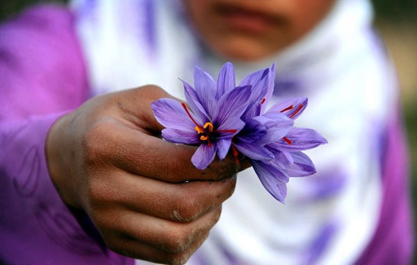 توليد پماد درمان سوختگی از گلبرگ هاي زعفران