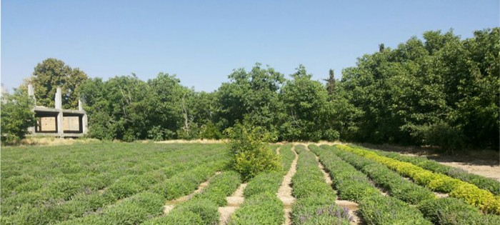 ارائه تسهیلات ارزان‌قیمت جهت کشت گیاهان دارویی و مرتعی در استان سمنان