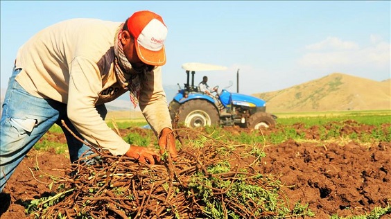 راه اندازی مزرعه تکثیر صنعتی شیرین بیان در شهرستان اقلید